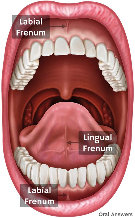 Frenulum